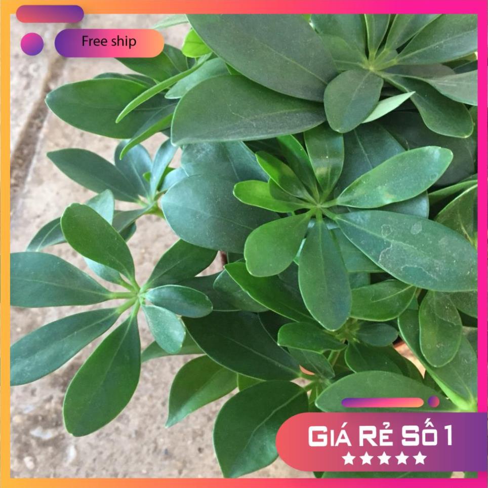 Cây ngũ gia bì mini để bàn, Cao 15cm 3 nhánh sum suê lá chân chim xua đuổi ruồi muỗ