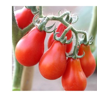 30h Hạt Giống Cà Chua Cherry Lê Đỏ