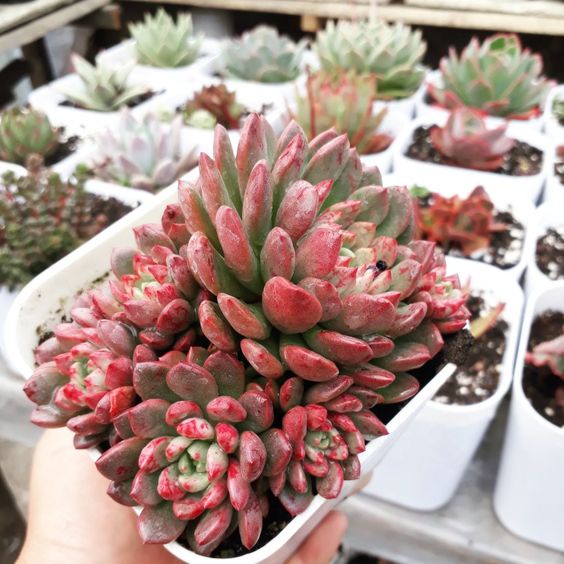 Sen đá ruby đỏ - có màu đỏ đặc trưng, sức sống mãnh liệt