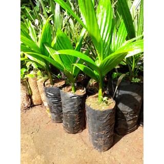 Cây giống cau lùn tứ quý