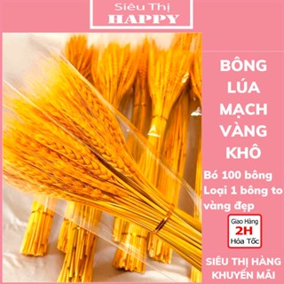 Bó 100 Bông lúa mạch vàng loại 1 siêu đẹp, hoa khô lúa mạch tài lộc