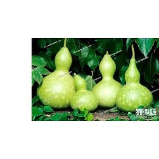 2Gr Hạt Giống Bầu Hồ Lô