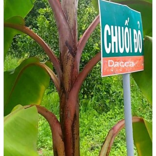 2 cây chuối đỏ dacca
