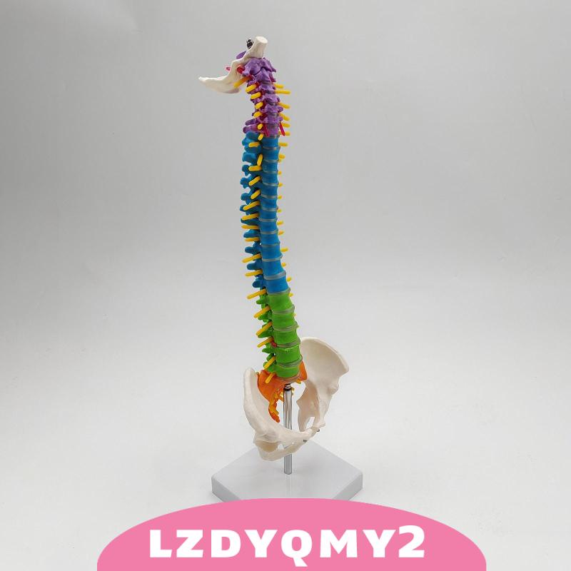 Giá Đỡ Mô Hình Xương Cột Sống Linh Hoạt Có Chân Đứng Pelvis