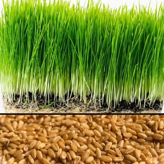 Hạt giống cỏ lúa mạch gói 100g - chất lượng hạt giống cao, tỷ lệ nảy mầm cao