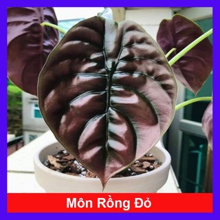 Môn Rồng Đỏ - Alocasia Cuprea - caykiengsadec