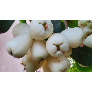 Cây mận trắng sữa