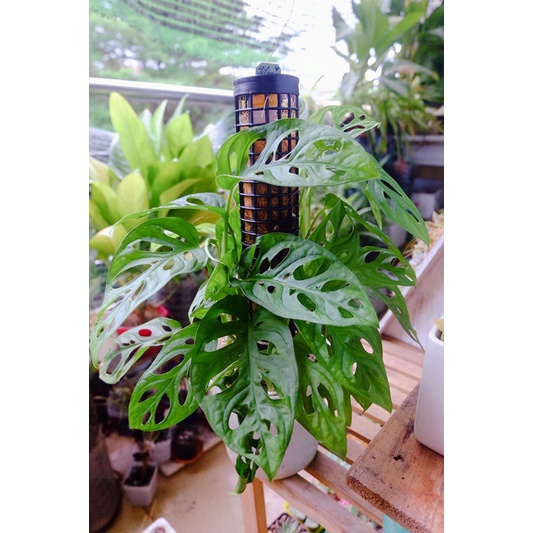 Giao cây trong hình Trầu bà lỗ [ Mẫu 1]