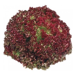 2gr hạt giống xà lách lollo rossa