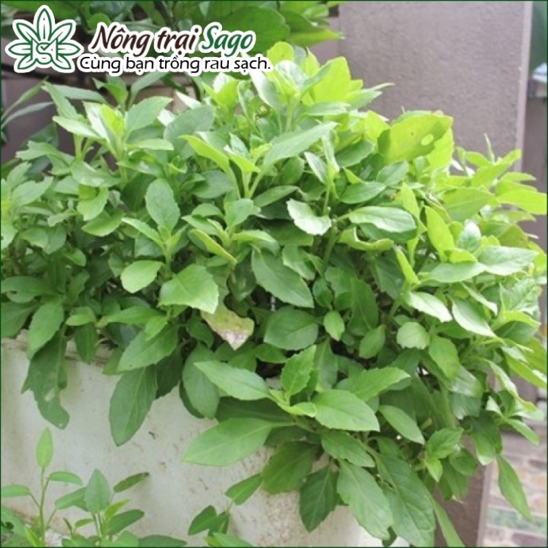 Hạt giống Rau đay xanh (gói 20g) dễ trồng, thu hoạch nhiều lần, sinh trưởng khỏe - Hạt giống Rau củ quả Nông Trại Sago