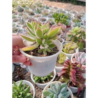 Sen đá nhung đỏ size Trung  5-7 cm