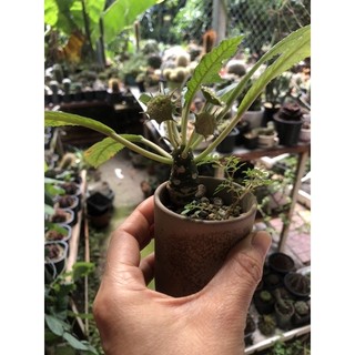 cây hoa mặt trời lá dài