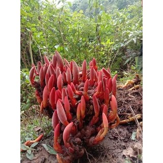NẤM NGỌC CẨU KHÔ - TƯƠI