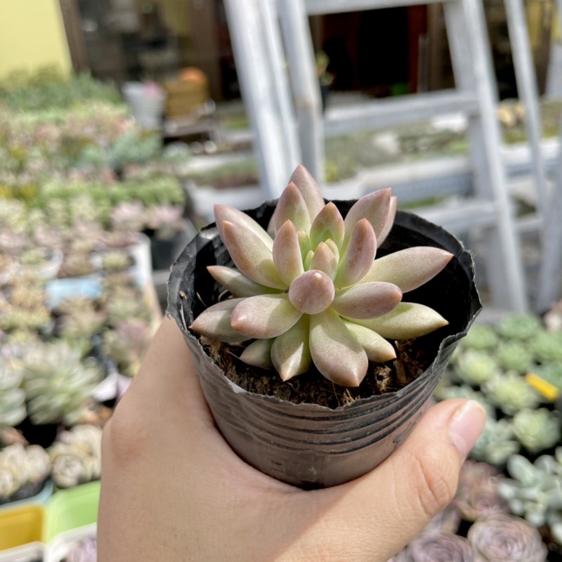 Sen Đá Kim Cương Tím - size Bầu ( 6-7cm )-Xả đất khi gửi ạ