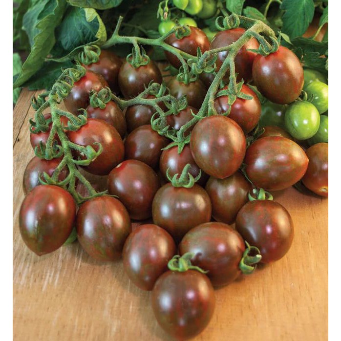 50h Hạt Giống Cà Chua Chocolate