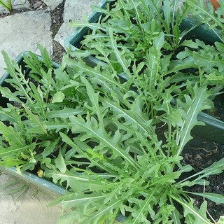 1Gr Hạt Giống Rau Arugula