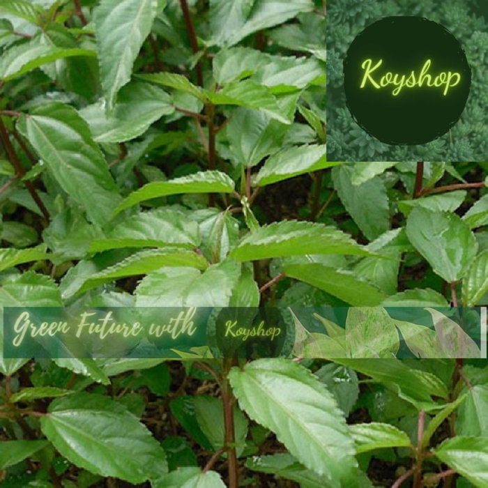 Hạt Giống Rau Đay Đỏ Rado 88 Rạng Đông (20g) -- Rado Seeds - Giá sỉ tốt hơn.
