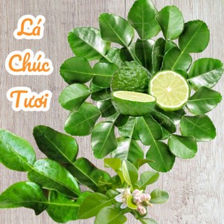 Lá chúc tươi - lá chanh thái an giang- -