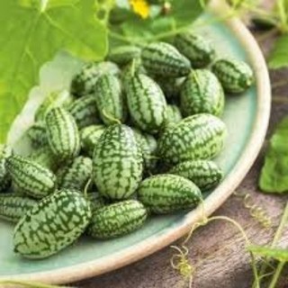 Hạt giống Dưa chuột Mexico 20hạt