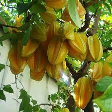Cây giống khế ngọt thái lan - giống mới - năng suất cao