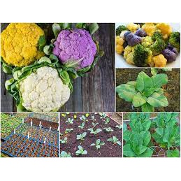 Hạt giống súp lơ nhiều màu 100 hạt/ gói