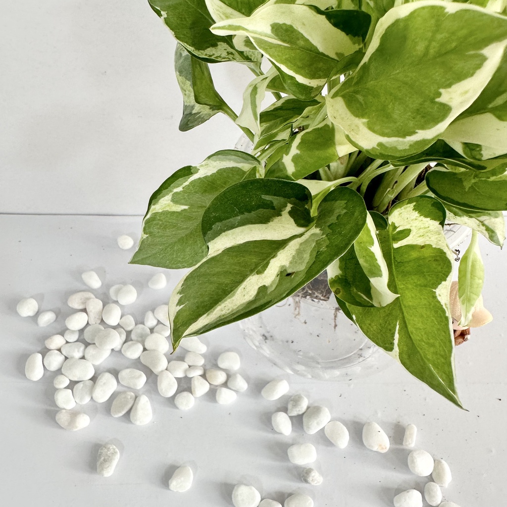 Cây trầu bà cẩm thạch trồng sẵn bình thủy sinh, Cao 25cm thích hợp để bàn làm việc