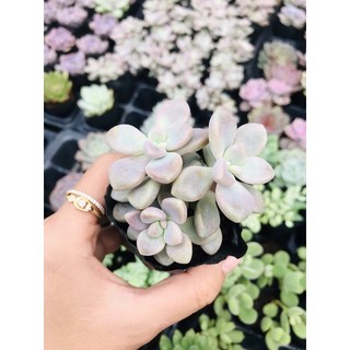 Sỏi hường, sỏi gao size bầu 5-8 cm lỗi 1 đổi 1
