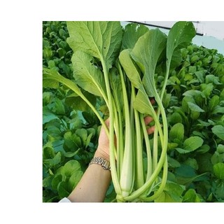 10gr hạt giống cải ngọt