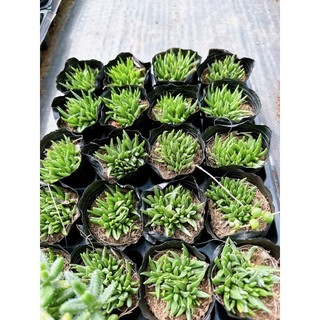 Sen đá size bầu 4-6cm