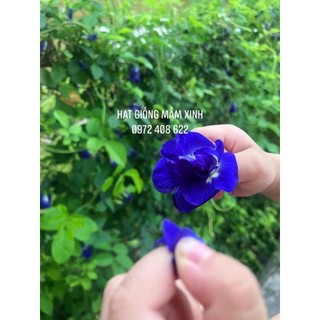 200 hạt hoa đậu biếc