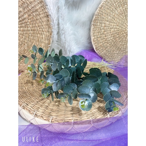 lá táo lá khuynh diệp (giấy)
