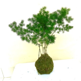Cây tùng nho tiểu cảnh nghệ thuật Kokedama