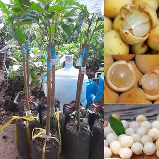 Cây Bòn Bon Thái Lan+Tặng kèm phân trùn quế