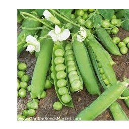 10gr hạt giống đậu hà lan