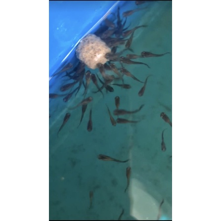 Viên Cám Lười Cá cảnh Rất Thích Ăn - Cám Cho Cá 7 màu , Betta, Sọc Ngựa Cánh Tiên, Neon, Huyết Kiếm, Các Loại Cá Cảnh