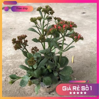 Cây hoa sống đời, chiều cao 20-25cm hoa nở đẹp màu đỏ tươi cực dễ trồng