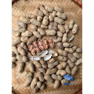 [1KG] Củ Lạc Nguyên Vỏ Đã Được Phơi Khô Dùng Cho Người Hoặc Vẹt & Các Loài Động Vật Gặm Nhấm Khác...