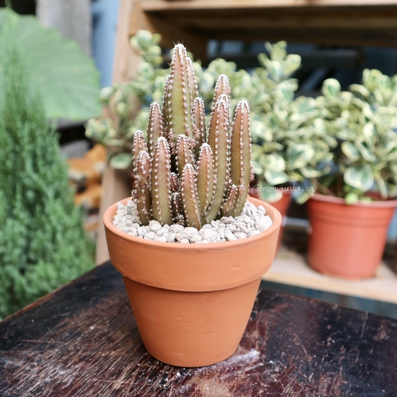 Xương rồng thanh sơn nhỏ | Fairy Castle cactus (Vui lòng xem kĩ lưu ý trước khi đặt hàng)