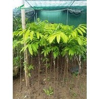 CÂY GIỐNG TRÔM LẤY MỦ (sản phẩm có bảo hành)