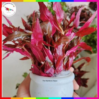 Huyết tâm lan gân trắng, cây thủy sinh đẹp khỏe không cần CO2