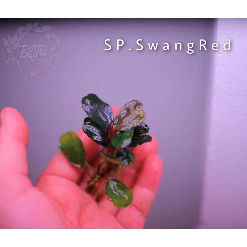 Bucep SP. SwangRed | hàng ngọn | lá cạn hình tròn | cây đẹp