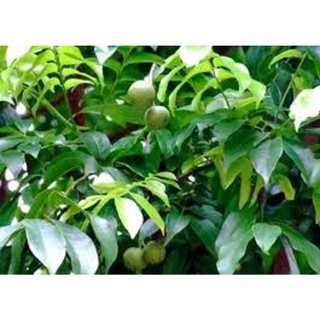 cây sấu giống (cây to khỏe - cây thực sinh)