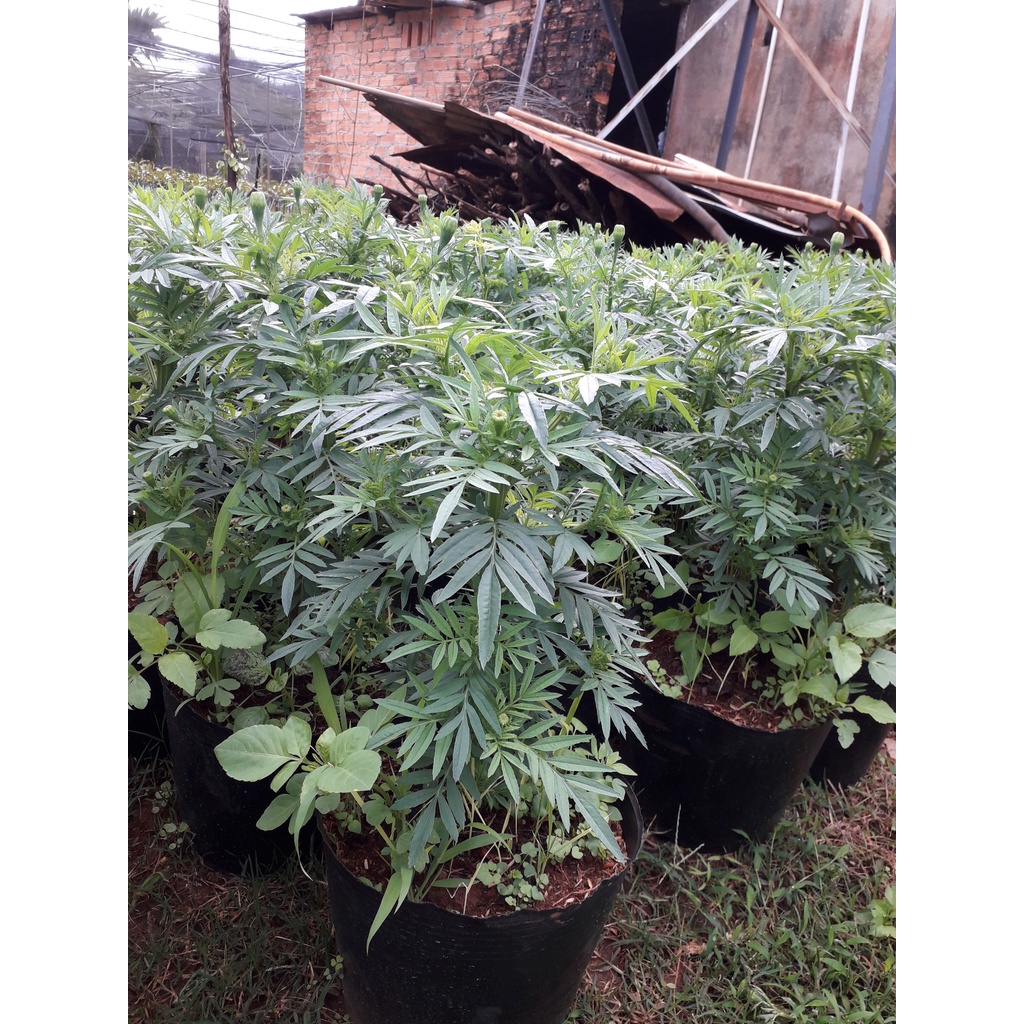 CÂY GIỐNG HOA CÚC VÀNG [ CHẬU NHƯ HÌNH ] [ GHN Express ]