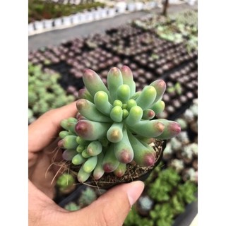 Sen Đá Thạch Ngọc Mỹ Size Bầu