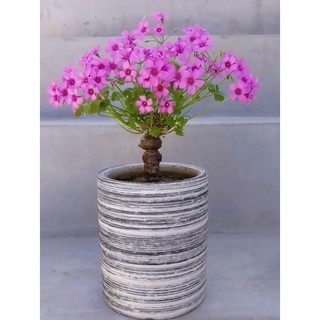 Củ me đất hoa màu tím, hoa nhỏ , làm bonsai