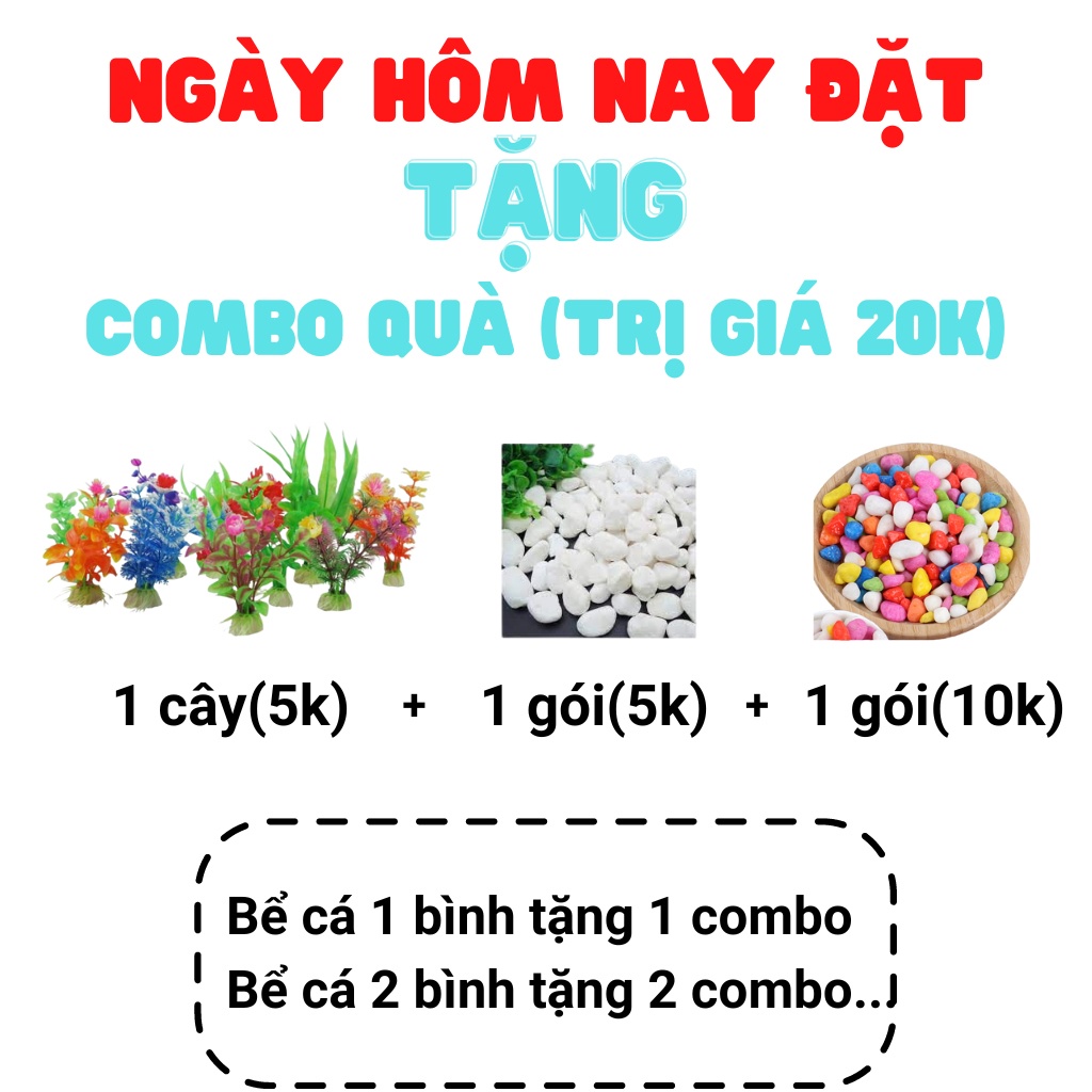 Bể cá mini để bàn làm việc hình cung Trăng 16 Cỡ To