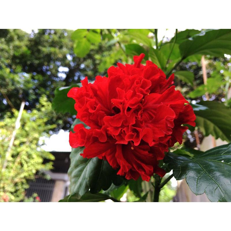 Cây Dâm Bụt Đỏ Cánh Kép