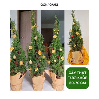 Cây thông Noel cao 60-70 cm cây thông giáng sinh sơn tùng Noel tùng thơm giáng sinh full phụ kiện trang trí