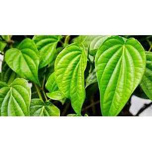 Lá Trầu Không tươi