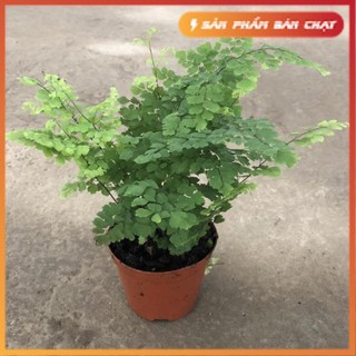 Cây tóc thần vệ nữ để bàn, chiều cao cây 15-20cm lá xếp vòng tròn cực bắt mắt